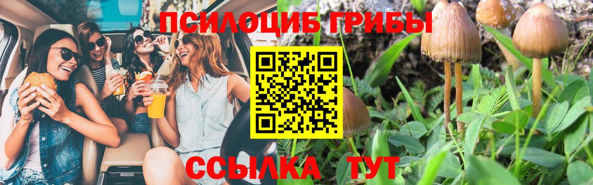 Псилоцибиновые грибы Cubensis Новокубанск
